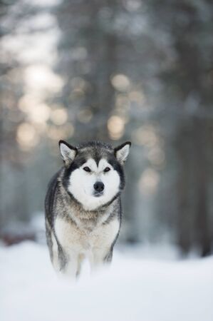 Portrait of Alaskan Malamute in snow against defocused forest background.
