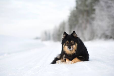 Finnish Lapphund lying on snowy road.の写真素材