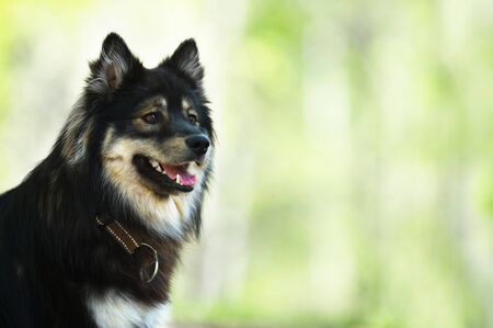 Portrait of a Finnish Lapphund. Selective focus and shallow depth of field.の写真素材