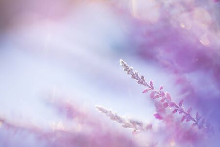 Common heather, Calluna vulgaris, flowers covered with ice crystalsの写真素材