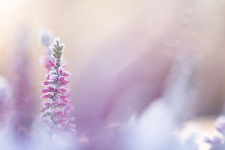 Common heather, Calluna vulgaris, flowers covered with ice crystalsの写真素材