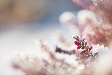 Common heather, Calluna vulgaris, flowers covered with ice crystalsの写真素材
