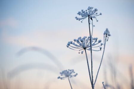 Frost covered dried plant against blurred winter twilight skyの写真素材