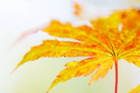 Korean maple (Acer pseudosieboldianum) leaves in autumn colors