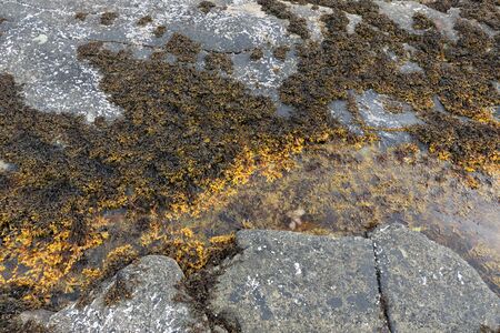Bladder wrack seaweed (Fucus vesiculosus) growing on rocky shore and visible at low tide