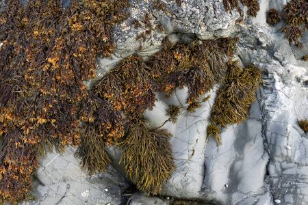 Bladder wrack seaweed (Fucus vesiculosus) growing on rocky shore and visible at low tide