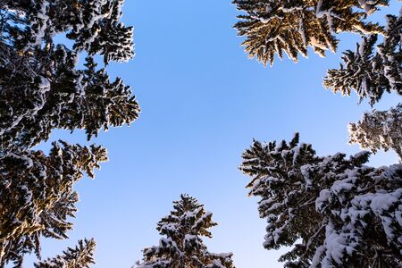 Winter forest, tall spruce trees (Picea abies) covered with snow against clear blue sky