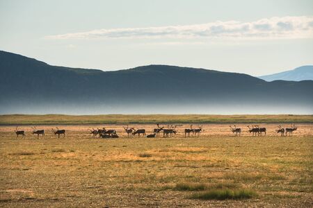 Reindeers in idyllic mountain landscape. Tanafjord, Finnmark, Norwayの写真素材