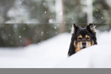 Portrait of a Finnish Lapphund, snowfall in winter landscapeの写真素材