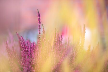 Common heather, Calluna vulgaris, in full bloom, selective focus and shallow DOF, colors in autumn...