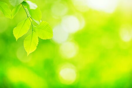 Elm tree (Ulmus sp.) leaves in a forest. Selective focus and shallow depth of field.の写真素材