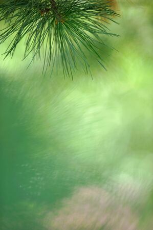 Swiss pine (Pinus cembra) needles against defocused background.