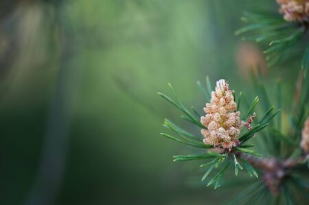 Male cones of Scots pine