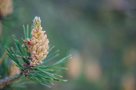 Male cones of Scots pine