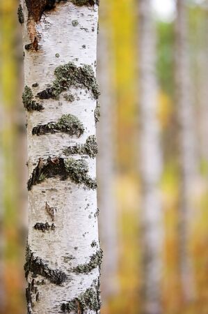 Birch tree (Betula pendula) trunk against forest background.の写真素材