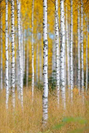 Autumn forest and birch treesの写真素材