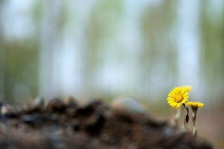 Yellow coltsfoot (Tussilago farfara) flowers in spring. Selective focus and shallow depth of field.