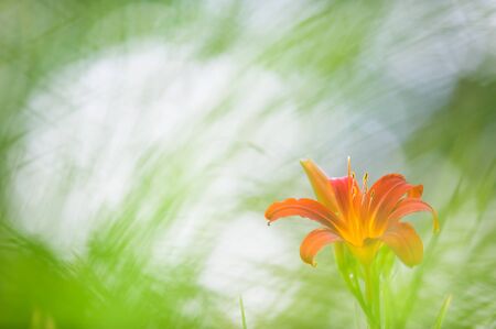 Red Daylily flower, blurred background, beautiful bokeh. Red daylily Hemerocallis flower closeup.の写真素材