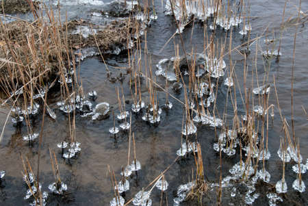 Reed stems covered with ice, cold winter day