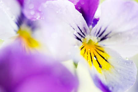 Raindrops on flower petals. Selective focus and shallow depth of field.