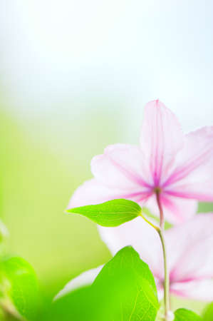 Close-up of a Clematis flower in the garden. Selective focus and shallow depth of field.の写真素材