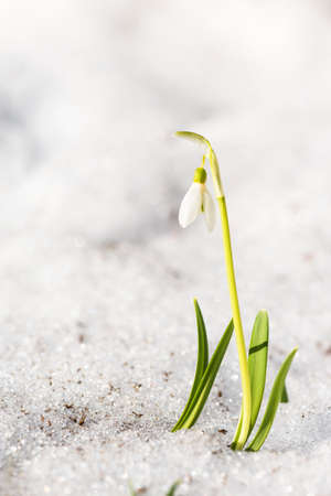 Snowdrop flower growing out of the snow, early spring in the gardenの写真素材