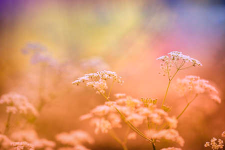 Meadow flowers in summer, blurred bokeh background