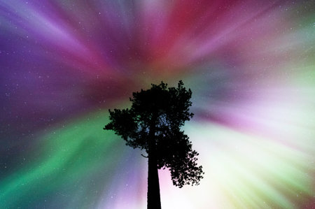 Aurora borealis corona above old Scots pine