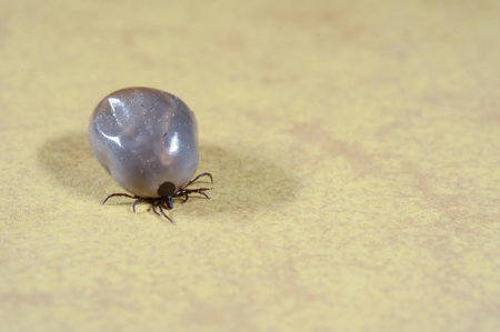 Castor bean tick (Ixodes ricinus) full of blood crawling on a floor