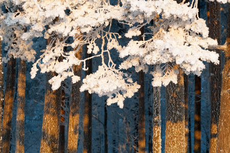 Snow and frost covered pine trees, low angle winter sun lighting tree trunks.の写真素材