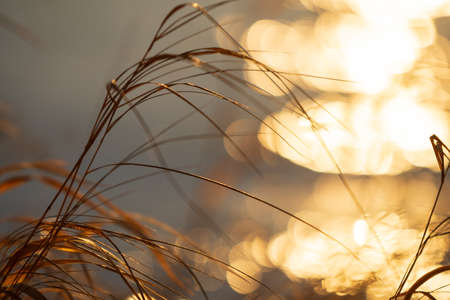 Dried grasses lit by the setting sun, blurred bokeh backgroundの写真素材