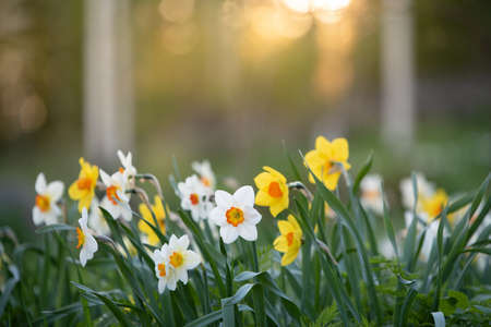 White and yellow daffodils in springtimeの写真素材