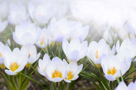 Crocus flowers in early springの写真素材
