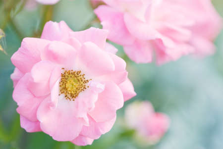 Soft image of pink roses in the garden. Selective focus and shallow depth of field.の写真素材