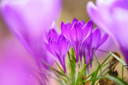 Crocus (Crocus Remembrance) flowers in the garden in springtime, selective focus and shallow depth...