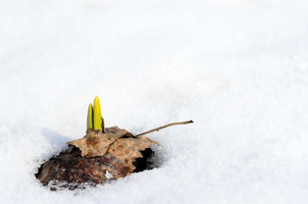 Daffodil sprouts emerging through snow in early springの写真素材