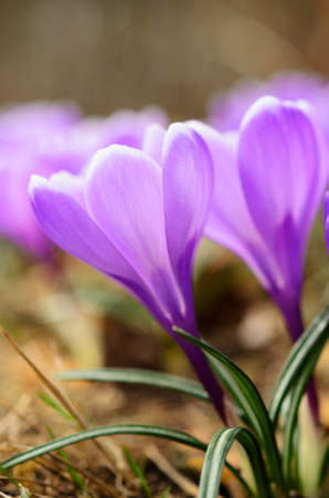 Crocus (Crocus Remembrance) flowers in the garden in springtime, selective focus and shallow depth...