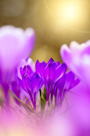 Crocus (Crocus Remembrance) flowers in the garden in springtime, selective focus and shallow depth of field.の写真素材