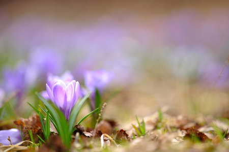Crocus flowers in early springの写真素材