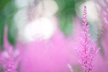 Astilbe flowers blooming in summer. Selective focus and shallow depth of field.の写真素材