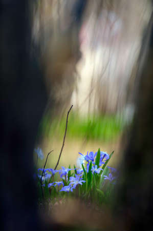 Scilla luciliae flowers in the forest floor in spring