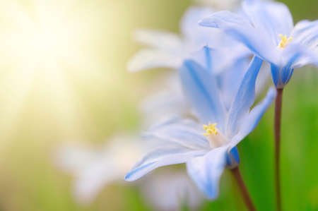 Glory-of-the-snow, Scilla luciliae, flowers in early spring