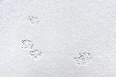 Cat paw prints in the snow