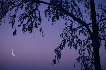 Snow and frost covered tree branches. Crescent Moon on twilight sky.の写真素材