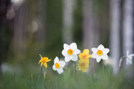 Daffodils in the garden, flowers in springtimeの写真素材