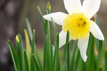 Daffodils in springtime, white flower in the garden.の写真素材