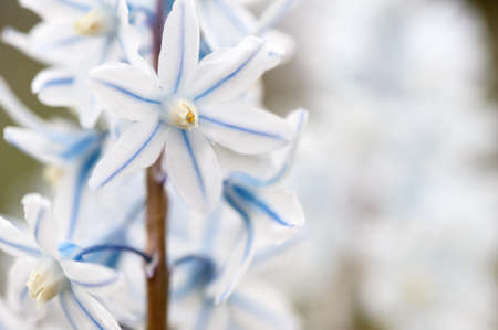 Scilla flowers in springtime