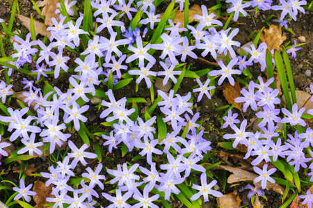Scilla luciliae flowers in springtime