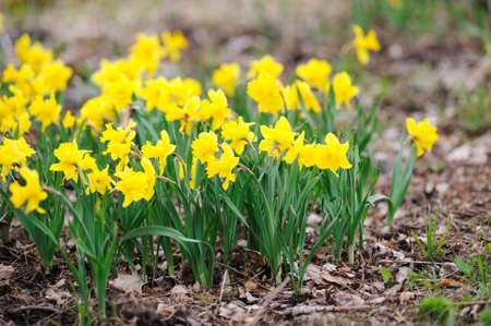 Yellow daffodils in the garden in springtimeの写真素材
