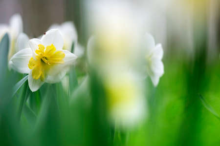 Daffodils in the meadow in springtime. Selective focus and shallow depth of field.の写真素材